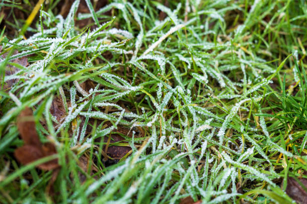 istock Close up of morning dew on grass. 1215537165