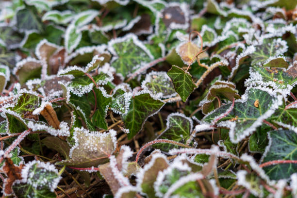 istock Close up of Ivy covered with frost. 1215537174