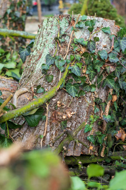 istock Wood in the forest with leaves and moss. Creeper on the tree. 1215537508