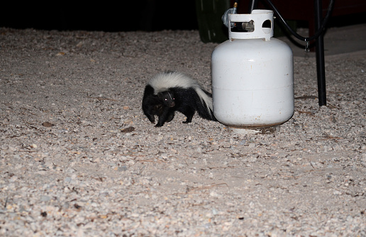 skunk in defensive position ready to attack