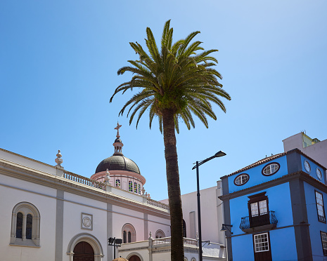 Palm tree by the Cathedral of San Cristobal de La Laguna, Tenerife, Spain.