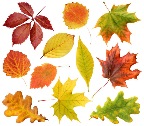 istock collection of autumn leaves isolated on a white background with 1215538431