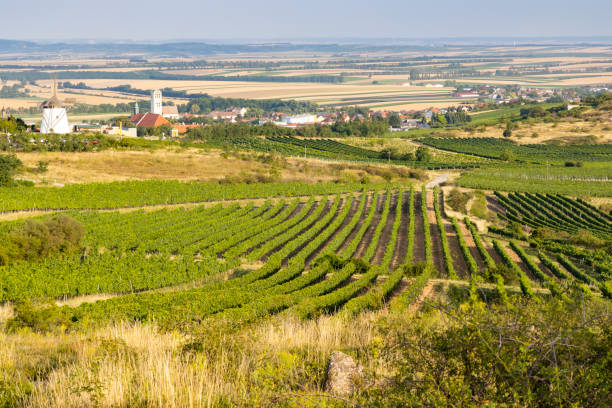 istock Vineyard near Windmill Retz, Lower Austria, Austria 1215538470