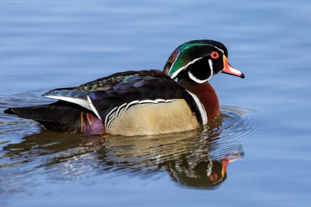 istock Male wood duck 1215538644