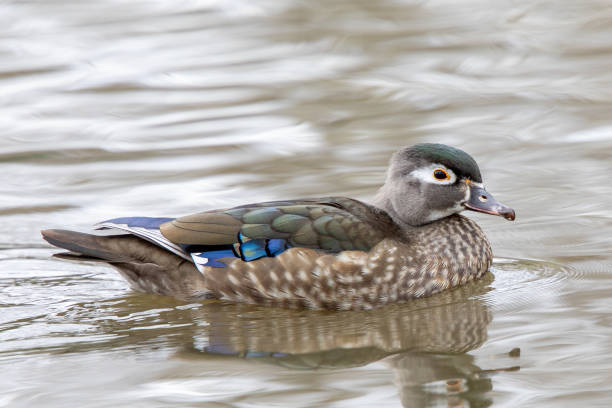 istock Female wood duck 1215538647
