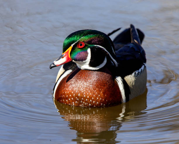 istock Male wood duck 1215538666