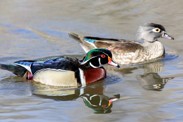 istock Male wood duck 1215538679