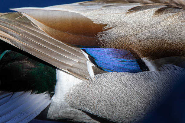istock Mallard Wing Detail 1215538798