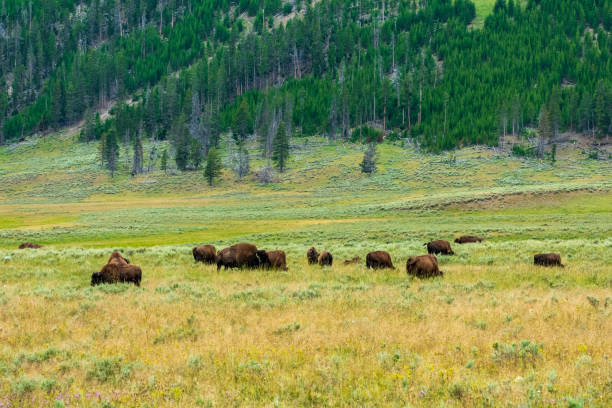 istock Bison in Yellowstone National Park 1215538801