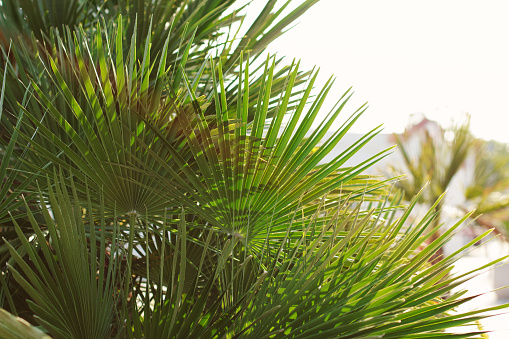 Bright leaves of palm in backlight. Soft focus on photo and author processing.