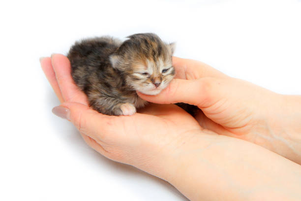 istock The cute small newborn kitten held in hands 1215541806