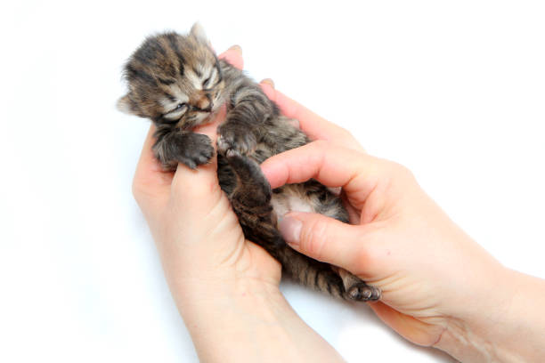 istock The cute small newborn kitten held in hands 1215541823