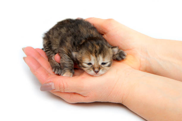 istock The cute small newborn kitten held in hands 1215541878