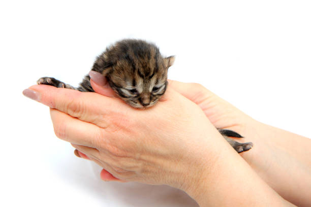 istock The cute small newborn kitten held in hands 1215541986