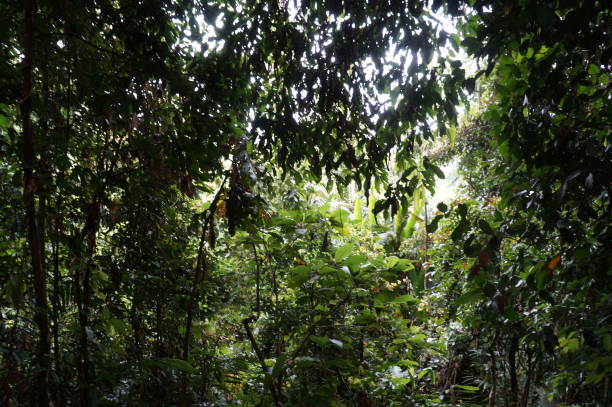 istock Kota Kinabalu in Malaysia 1215542871
