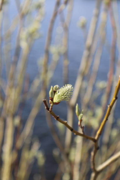 istock Early spring flora and fauna 1215542946