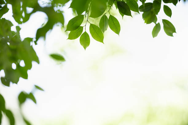 istock Close up of beautiful nature view green leaf on blurred greenery background under sunlight with bokeh and copy space using as background natural plants landscape, ecology wallpaper concept. 1215543080