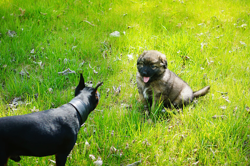 Old Dog Meeting Tiny Mixed Breed Fluffy Puppy in backyard. Spring Backyard Lawn. New Pet Friends.