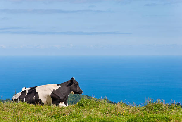 istock Cow By The Sea 121554390