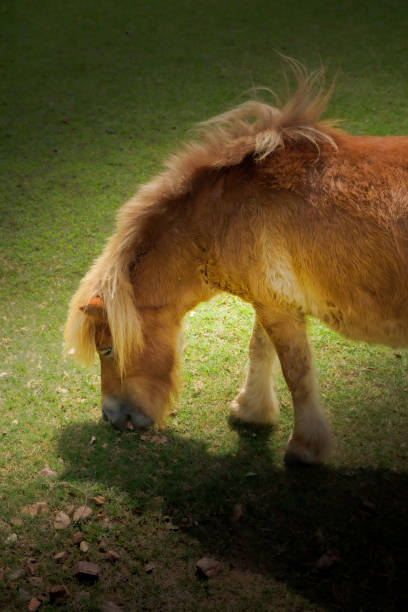 caballos pequeños desayunan en la granja en la luz y la sombra, la luz en el caballo - hilight fotografías e imágenes de stock