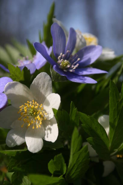 istock the beautiful anemones in the warm spring forest 1215546677
