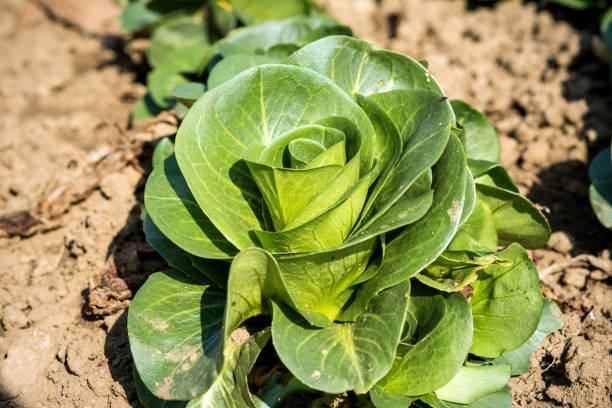 Home Grown Organic Radicchio or Italian Chicory 'Radicchio Verdon'   (Cichorium intybus), macro picture stock photo