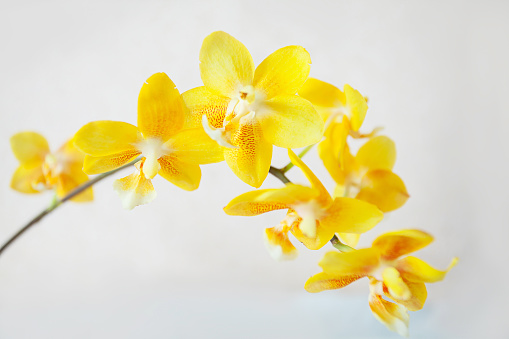 Beautiful rare orchid in a pot on aWhite background