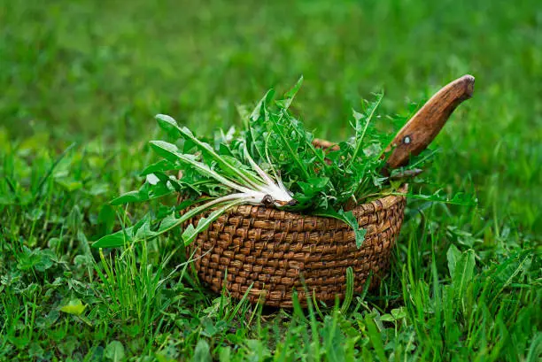 Dandelion in basket. Picked fresh dandelion leaves in garden.