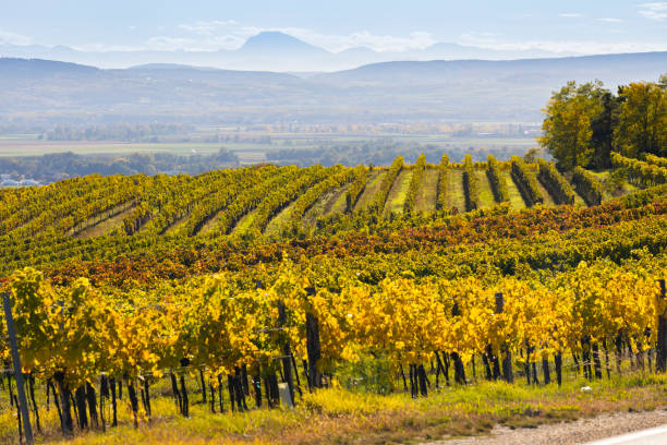 istock autumn vineyard near Langenlois, Lower Austria, Austria 1215551017