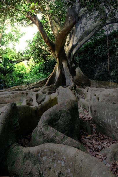 istock Strong roots of a massive ficus macrophylla 1215551199