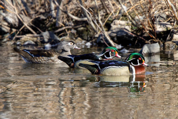 istock Male wood duck 1215552591