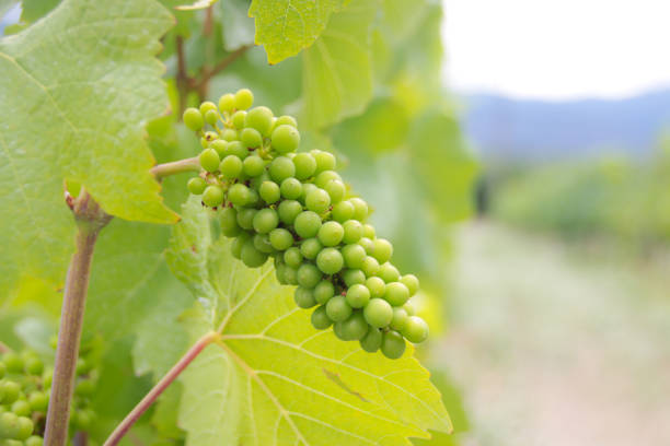 Unripe Wine Grapes on Vine