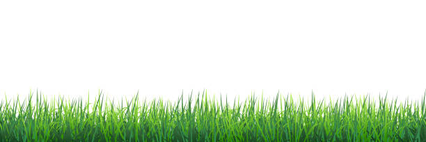 Green grass seamless border Vector green realistic seamless grass border isolated on white background. This illustration is designed to make a smooth seamless pattern if you duplicate it horizontally to cover more space. field of grass stock illustrations