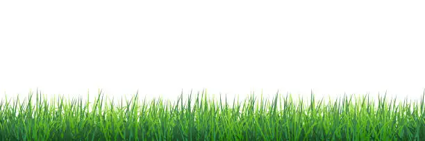 Vector illustration of Green grass seamless border