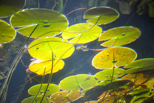 istock Lily Pad Pond Background in Aquarium 1215553054