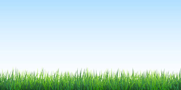 ilustraciones, imágenes clip art, dibujos animados e iconos de stock de hierba verde sobre el fondo sin costuras del cielo azul - clear sky nobody blade of grass summer