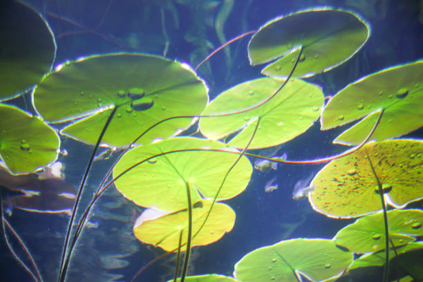 lily pad pond fond dans l’aquarium - pond water lily water drop photos et images de collection