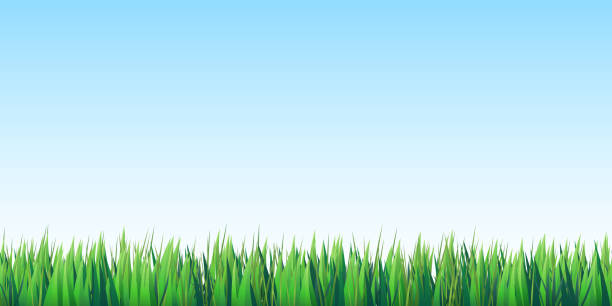 푸른 하늘 원활한 배경에 녹색 잔디 - environmental conservation herb meadow sky stock illustrations