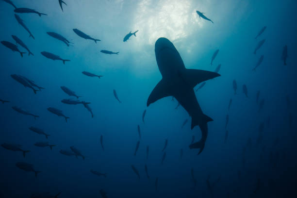 istock Lemon shark in its natural habitat. 1215553227