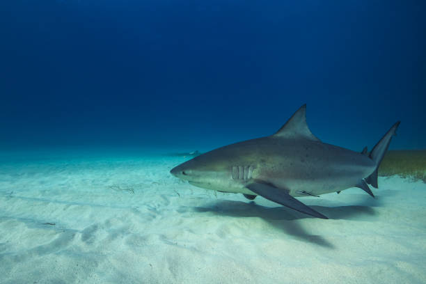 istock Bull shark in its natural habitat. 1215553358