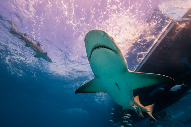 istock Lemon shark below the boat in Tiger Beach, Bahamas. 1215553376