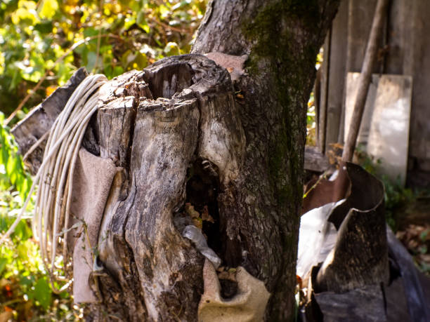 Apple tree stump in the garden in autumn, Russia