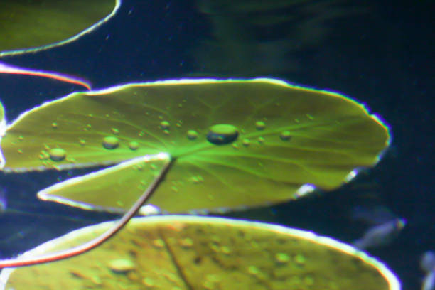 istock Lily Pad Pond Background in Aquarium 1215554025