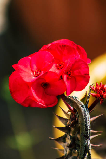 istock Colors of Cyprus 1215554383