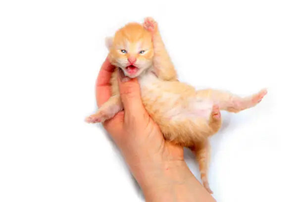 Photo of The cute small newborn kitten held in hands