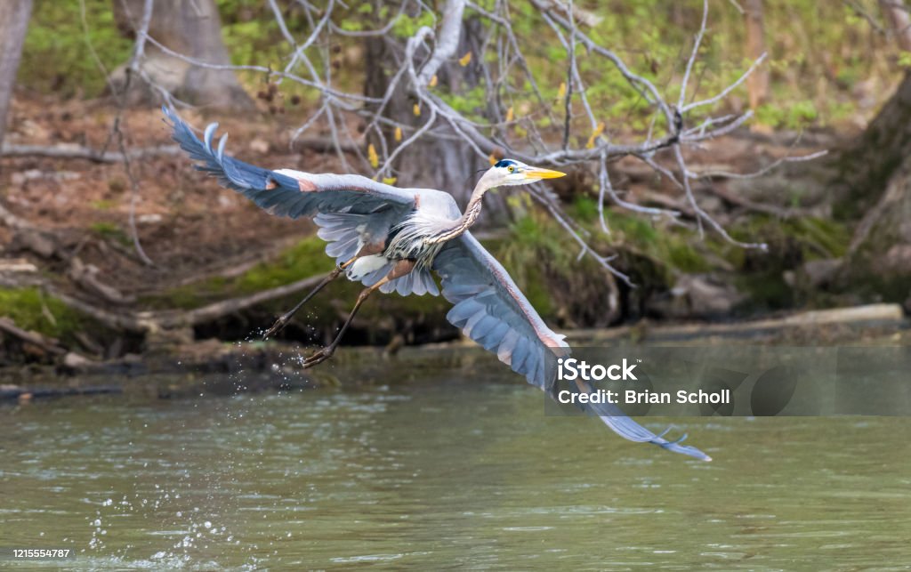 Birds of Lake Guntersville Blue Heron around Lake Guntersville Animal Wildlife Stock Photo