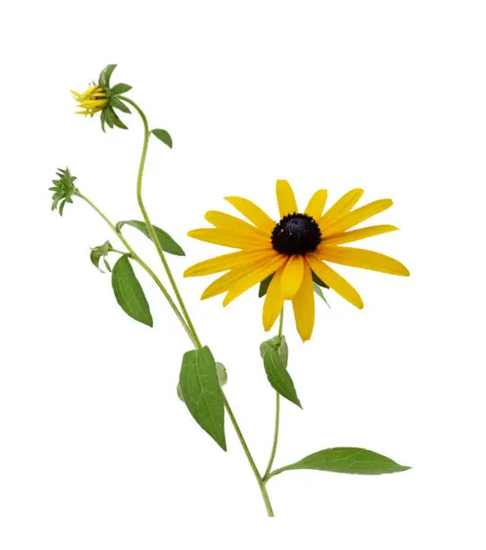 Branch of Black eyed susan (Rudbeckia) flowers isolated white