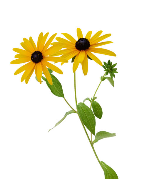 istock Beautiful Rudbeckia flowers on white background 1215554881