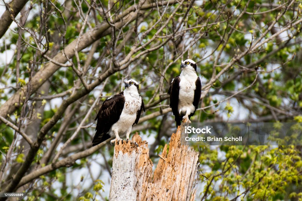 Birds of Lake Guntersville Osprey's around lake Guntersville Animal Wildlife Stock Photo