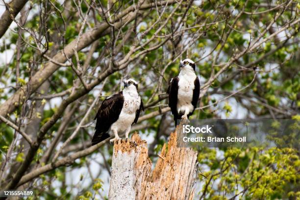 Birds Of Lake Guntersville Stock Photo - Download Image Now - Animal Wildlife, Animals In The Wild, Bird